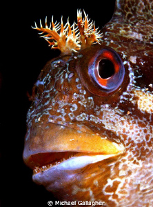 Tompot Blenny portrait, Swanage Pier by Michael Gallagher 